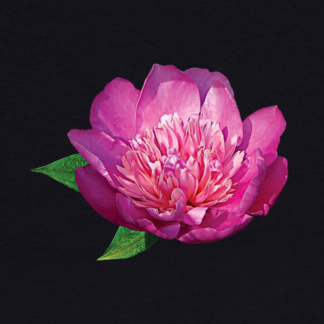 Peonies - Pink Peony by SusanSavad